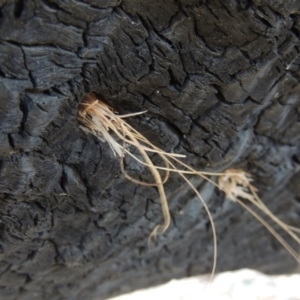 Isodontia sp. (genus) at Molonglo River Reserve - 11 Sep 2018 07:00 PM