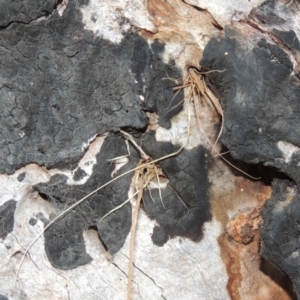 Isodontia sp. (genus) at Molonglo River Reserve - 11 Sep 2018 07:00 PM