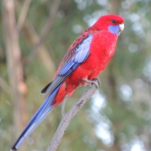 Platycercus elegans at Tennent, ACT - 6 Sep 2014 04:19 PM