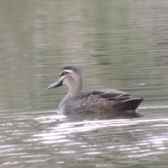Anas superciliosa (Pacific Black Duck) at Molonglo, ACT - 11 Sep 2018 by MichaelBedingfield