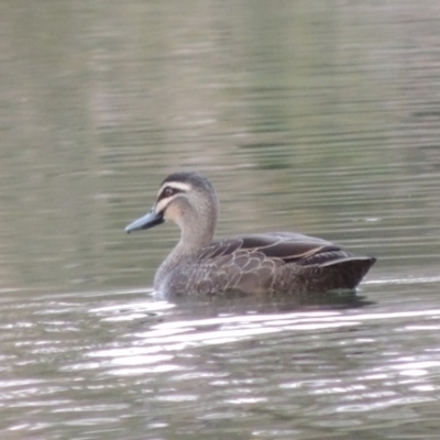 Anas superciliosa (Pacific Black Duck) at Molonglo, ACT - 11 Sep 2018 by MichaelBedingfield
