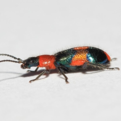 Dicranolaius bellulus (Red and Blue Pollen Beetle) at Evatt, ACT - 19 Sep 2018 by Tim L