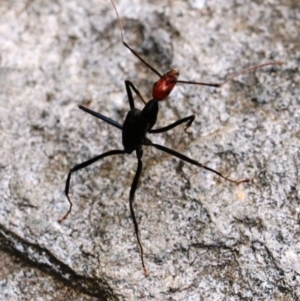 Leptomyrmex erythrocephalus at Dignams Creek, NSW - 19 Sep 2018 09:08 AM