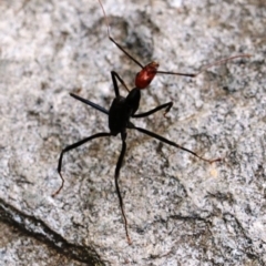 Leptomyrmex erythrocephalus (Spider ant) at Dignams Creek, NSW - 18 Sep 2018 by Maggie1