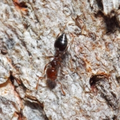 Crematogaster sp. (genus) (Acrobat ant, Cocktail ant) at Hackett, ACT - 16 Sep 2018 by Tim L