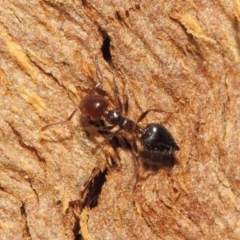 Crematogaster sp. (genus) at Hackett, ACT - 16 Sep 2018