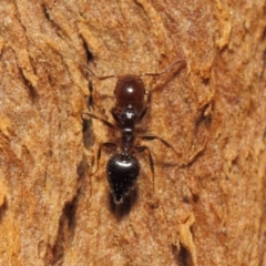 Crematogaster sp. (genus) at Hackett, ACT - 16 Sep 2018