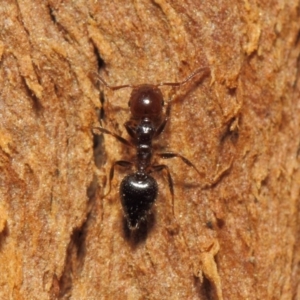 Crematogaster sp. (genus) at Hackett, ACT - 16 Sep 2018 12:12 PM