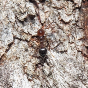 Crematogaster sp. (genus) at Hackett, ACT - 16 Sep 2018 12:12 PM