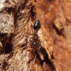 Crematogaster sp. (genus) at Hackett, ACT - 16 Sep 2018 12:12 PM