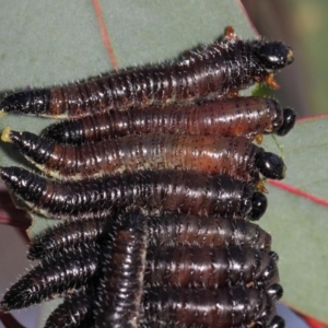 Pergidae sp. (family) at Hackett, ACT - 16 Sep 2018