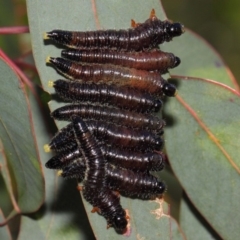 Pergidae sp. (family) at Hackett, ACT - 16 Sep 2018