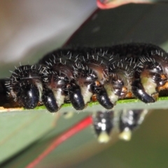 Pergidae sp. (family) at Hackett, ACT - 16 Sep 2018 01:09 PM