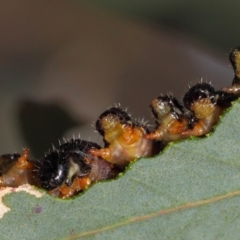 Pergidae sp. (family) at Hackett, ACT - 16 Sep 2018