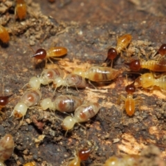 Nasutitermes sp. (genus) (Snouted termite, Gluegun termite) at Mount Majura - 16 Sep 2018 by TimL