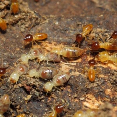 Nasutitermes sp. (genus) (Snouted termite, Gluegun termite) at Hackett, ACT - 16 Sep 2018 by Tim L