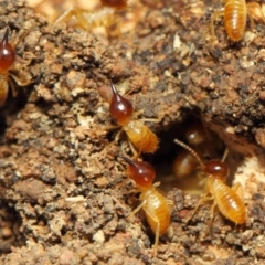 Nasutitermes sp. (genus) at Hackett, ACT - 16 Sep 2018