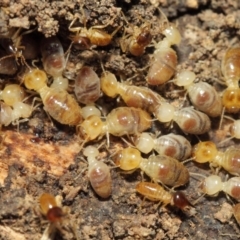 Nasutitermes sp. (genus) at Hackett, ACT - 16 Sep 2018