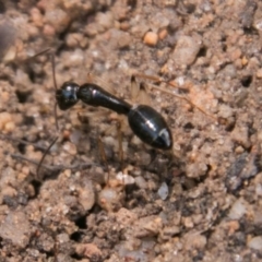 Camponotus sp. (genus) (A sugar ant) at Paddys River, ACT - 5 Sep 2018 by SWishart
