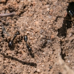 Camponotus sp. (genus) at Paddys River, ACT - 5 Sep 2018