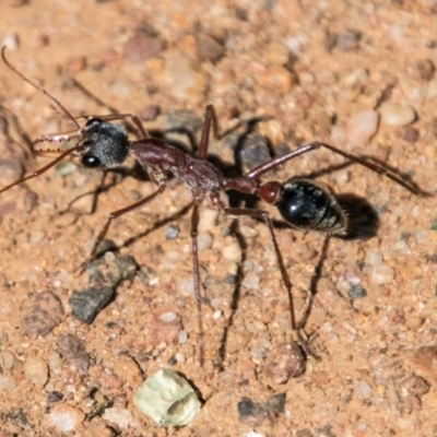 Myrmecia nigriceps (Black-headed bull ant) at Symonston, ACT - 18 Sep 2018 by SWishart