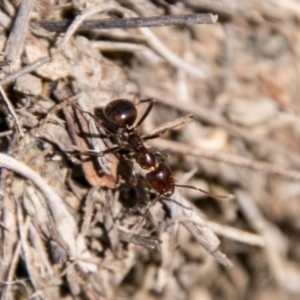 Papyrius sp (undescribed) at Symonston, ACT - 18 Sep 2018