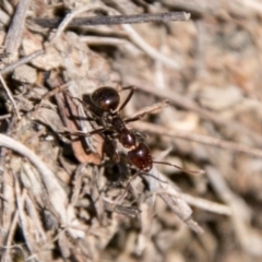 Papyrius sp (undescribed) (Hairy Coconut Ant) at Symonston, ACT - 18 Sep 2018 by SWishart