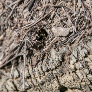 Papyrius sp (undescribed) at Symonston, ACT - 18 Sep 2018 11:13 AM