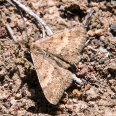 Scopula rubraria (Reddish Wave, Plantain Moth) at Callum Brae - 18 Sep 2018 by SWishart