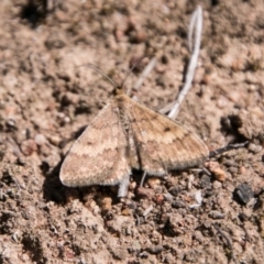 Scopula rubraria at Jerrabomberra, ACT - 18 Sep 2018