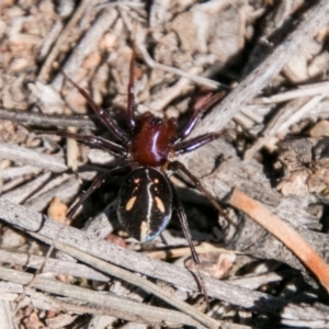 Habronestes bradleyi at Symonston, ACT - 18 Sep 2018