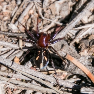 Habronestes bradleyi (Bradley's Ant-Eating Spider) at Symonston, ACT - 18 Sep 2018 by SWishart