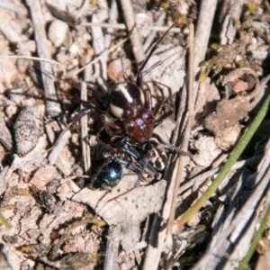 Habronestes bradleyi at Symonston, ACT - 18 Sep 2018