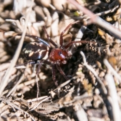 Habronestes bradleyi at Symonston, ACT - 18 Sep 2018