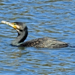 Phalacrocorax carbo (Great Cormorant) at Gordon Pond - 19 Sep 2018 by RodDeb