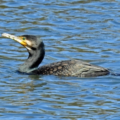 Phalacrocorax carbo (Great Cormorant) at Gordon, ACT - 19 Sep 2018 by RodDeb