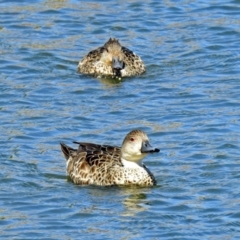 Anas gracilis (Grey Teal) at Gordon Pond - 19 Sep 2018 by RodDeb