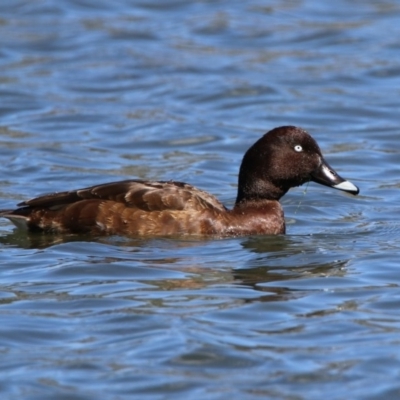 Aythya australis (Hardhead) at Gordon, ACT - 19 Sep 2018 by RodDeb