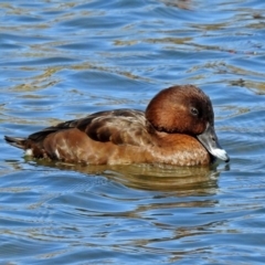 Aythya australis at Gordon, ACT - 19 Sep 2018 11:05 AM