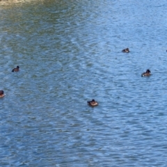 Aythya australis at Gordon, ACT - 19 Sep 2018