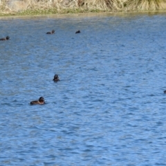 Aythya australis at Gordon, ACT - 19 Sep 2018 11:05 AM