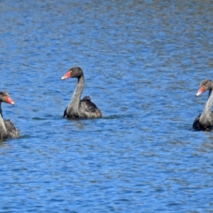 Cygnus atratus at Gordon, ACT - 19 Sep 2018 10:55 AM