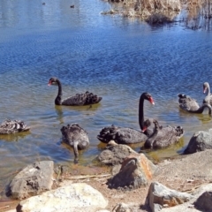 Cygnus atratus at Gordon, ACT - 19 Sep 2018 10:55 AM