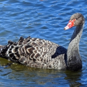 Cygnus atratus at Gordon, ACT - 19 Sep 2018 10:55 AM