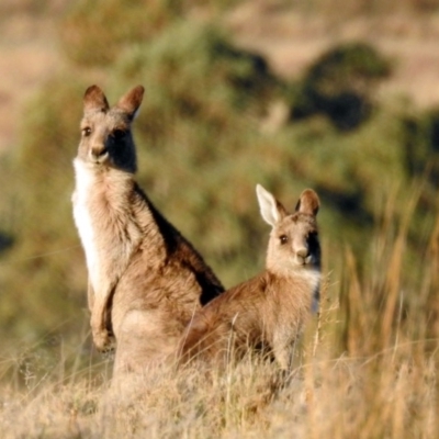 Macropus giganteus (Eastern Grey Kangaroo) at Paddys River, ACT - 19 Sep 2018 by RodDeb