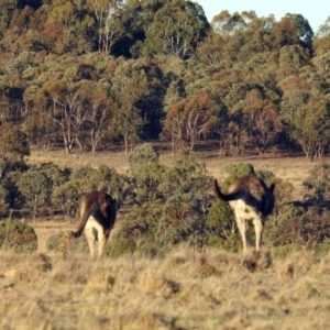 Macropus giganteus at Paddys River, ACT - 19 Sep 2018 05:12 PM