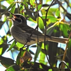 Caligavis chrysops (Yellow-faced Honeyeater) at Paddys River, ACT - 19 Sep 2018 by RodDeb