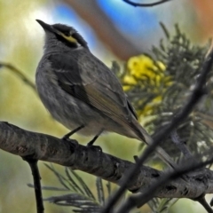 Caligavis chrysops at Paddys River, ACT - 19 Sep 2018 01:57 PM