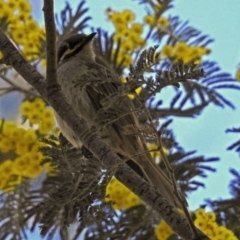 Caligavis chrysops at Paddys River, ACT - 19 Sep 2018 01:57 PM