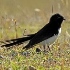 Rhipidura leucophrys (Willie Wagtail) at Paddys River, ACT - 19 Sep 2018 by RodDeb